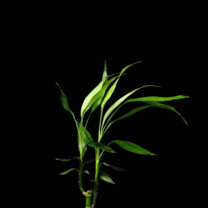 Sebastian Volupt Volume Boosting Conditioner 250Ml