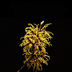 Sebastian Texturizer Liquid...