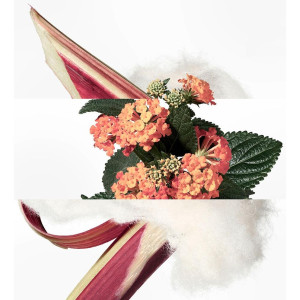 Eau De Rhubarbe Écarlate...