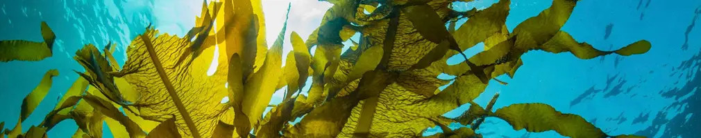 Alimentos ecológicos | Productos bio y naturales de herbolario