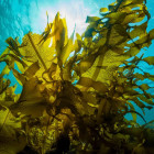 Alimentos Ecológicos