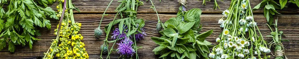 Plantas medicinales naturales | Herbolario online de confianza